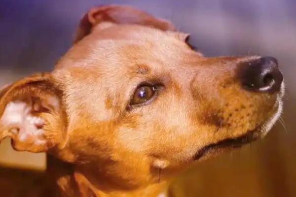 狗狗舔鼻子的原因，可能是鼻头过于干燥所致