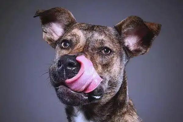 狗狗舔鼻子的原因，可能是鼻头过于干燥所致