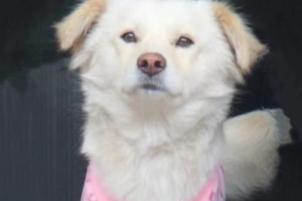 狗狗舔鼻子的原因，可能是鼻头过于干燥所致