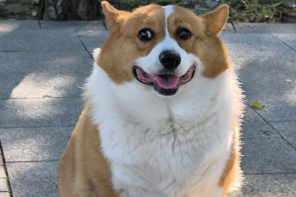 狗狗舔鼻子的原因，可能是鼻头过于干燥所致