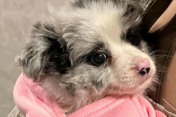 狗狗舔鼻子的原因，可能是鼻头过于干燥所致