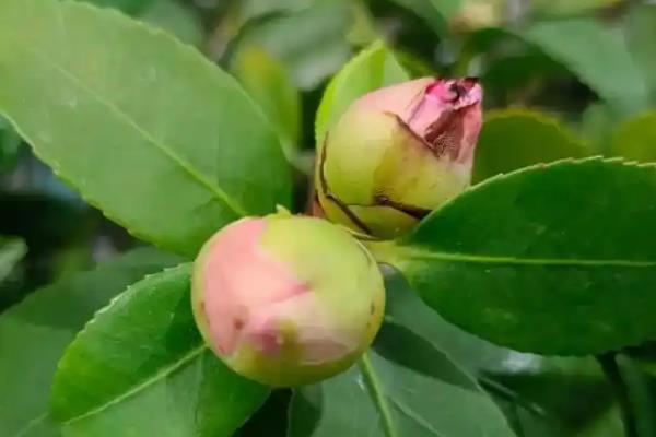 茶花打花苞时如何施肥，要严格把控肥料种类的选择