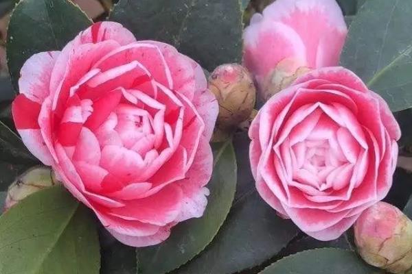 茶花打花苞时如何施肥，要严格把控肥料种类的选择