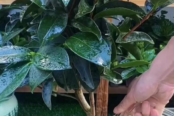 茶花打花苞时如何施肥，要严格把控肥料种类的选择