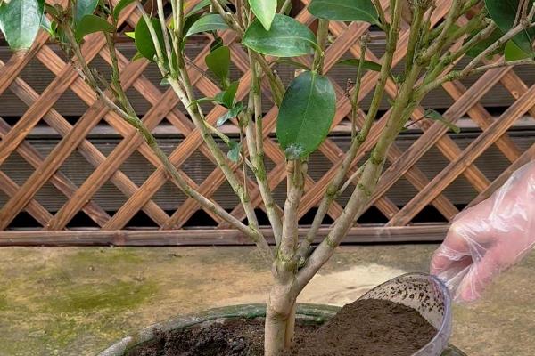 茶花打花苞时如何施肥，要严格把控肥料种类的选择