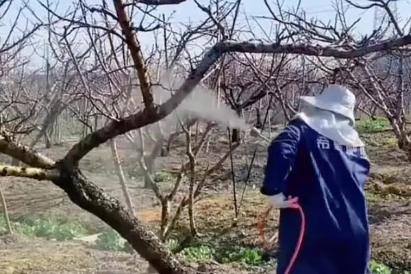 石榴桃蛀螟的防治方法，成虫出现前可对果实套袋