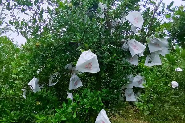 石榴桃蛀螟的防治方法，成虫出现前可对果实套袋