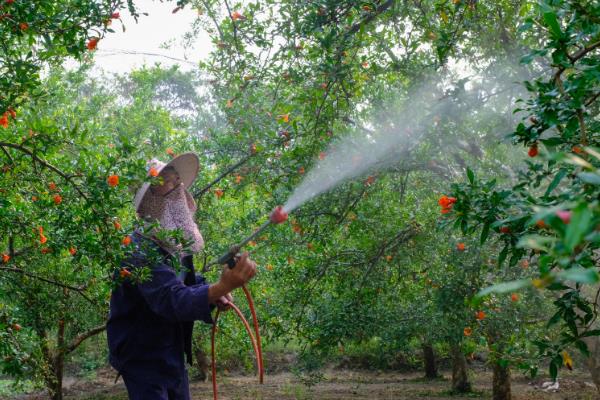 石榴桃蛀螟的防治方法，成虫出现前可对果实套袋