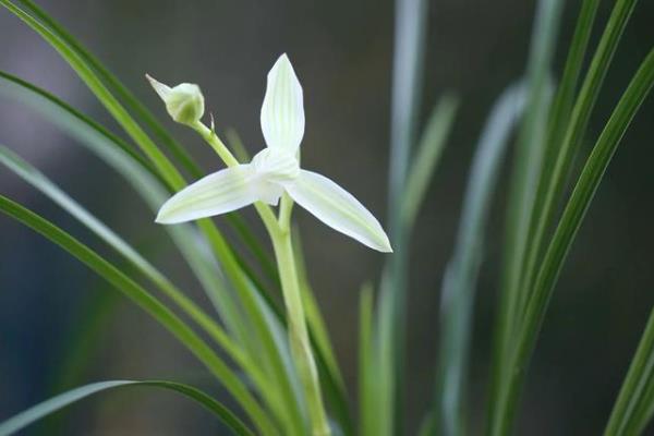 兰花的寓意，寓意高洁典雅、珍贵的友谊等