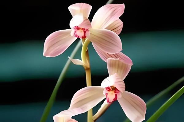 兰花的寓意，寓意高洁典雅、珍贵的友谊等