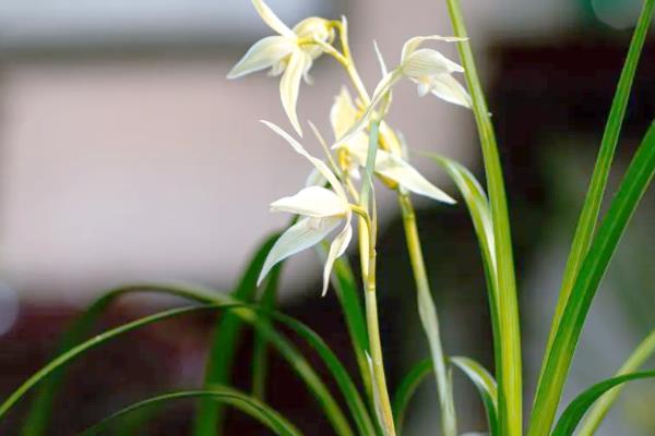 兰花的寓意，寓意高洁典雅、珍贵的友谊等