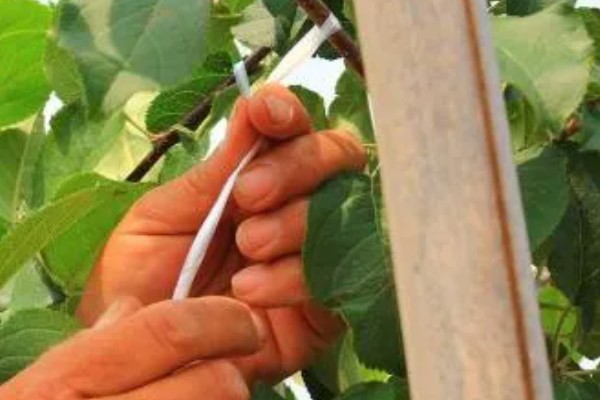 秋季果树如何拉枝，宜在夏末秋初进行