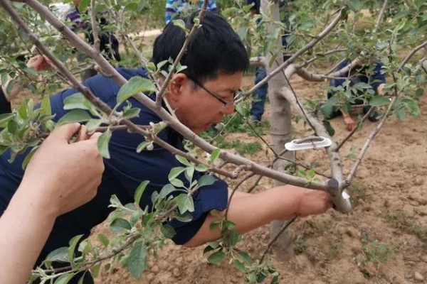 秋季果树如何拉枝，宜在夏末秋初进行