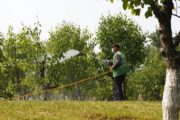 秋季果树如何拉枝，宜在夏末秋初进行