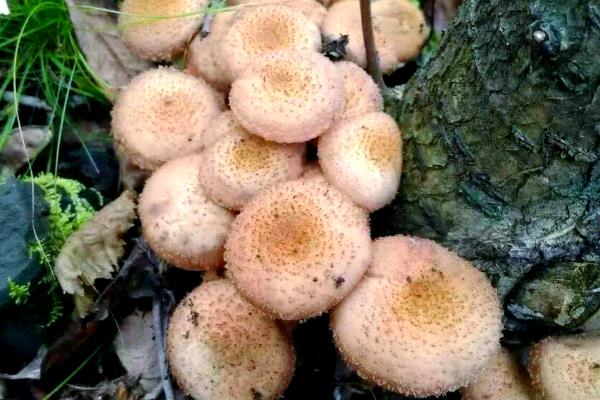 榛菇和茶树菇有什么区别，前者属于食用真菌、后者原为野生蕈菌
