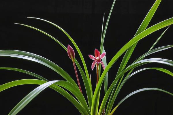 兰花的寓意，寓意高洁典雅、珍贵的友谊等