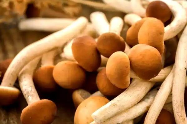 榛菇和茶树菇有什么区别，前者属于食用真菌、后者原为野生蕈菌