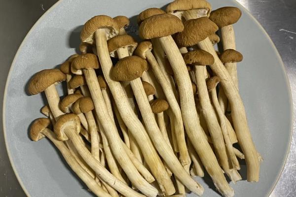 榛菇和茶树菇有什么区别，前者属于食用真菌、后者原为野生蕈菌