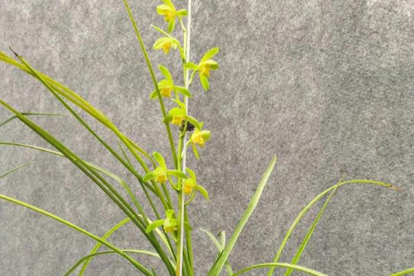 兰花的寓意，寓意高洁典雅、珍贵的友谊等