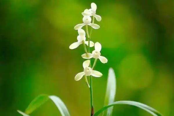 兰花的寓意，寓意高洁典雅、珍贵的友谊等