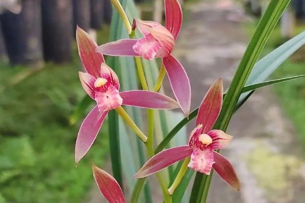 兰花的寓意，寓意高洁典雅、珍贵的友谊等