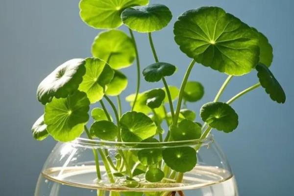 铜钱草水培如何固定根，可利用容器固定