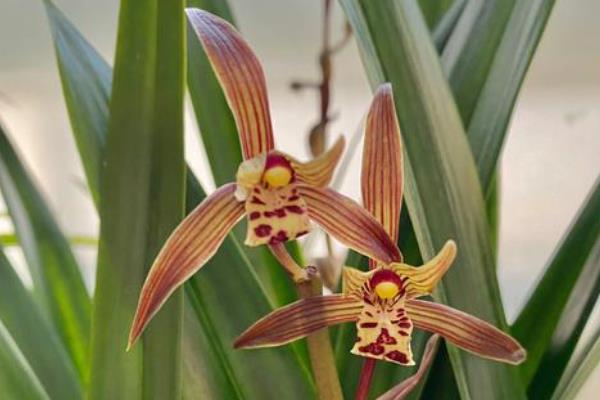 兰花的寓意，寓意高洁典雅、珍贵的友谊等