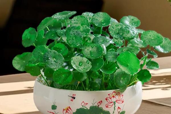 铜钱草水培如何固定根，可利用容器固定