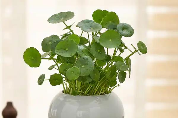 铜钱草水培如何固定根，可利用容器固定