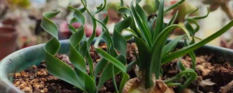 弹簧草的播种方法，用清水和赤霉素溶液浸泡后再播入土壤中