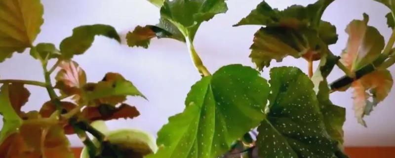 让竹节海棠快速生根的方法，水培扦插经过半个月左右就能生根