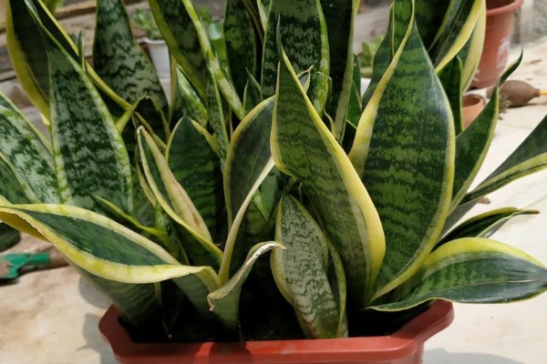 虎皮兰有什么作用，能起到观赏、净化空气等效果