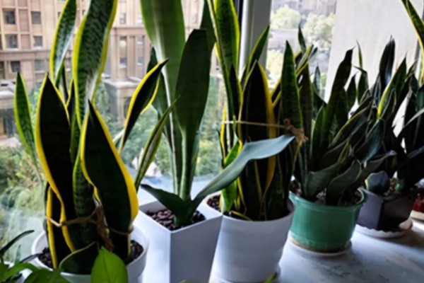 虎皮兰有什么作用，能起到观赏、净化空气等效果