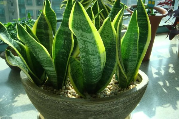 虎皮兰有什么作用，能起到观赏、净化空气等效果