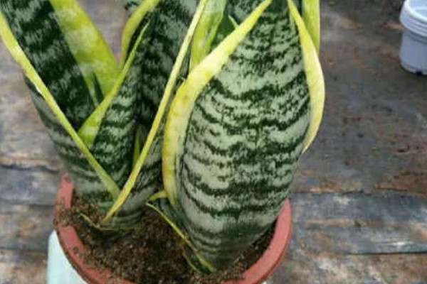 虎皮兰有什么作用，能起到观赏、净化空气等效果