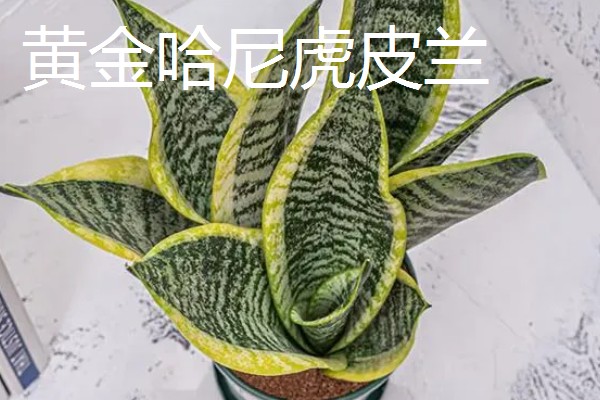 虎皮兰有什么作用，能起到观赏、净化空气等效果