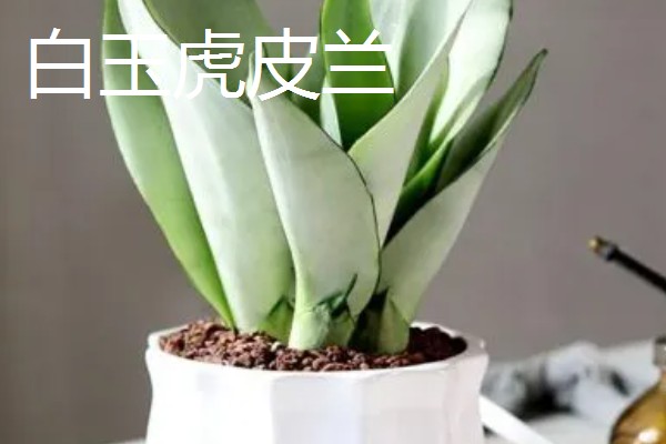 虎皮兰有什么作用，能起到观赏、净化空气等效果