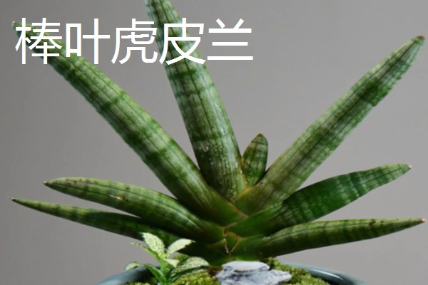 虎皮兰有什么作用，能起到观赏、净化空气等效果