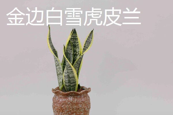 虎皮兰有什么作用，能起到观赏、净化空气等效果