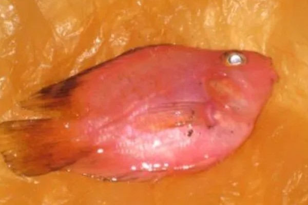 鹦鹉鱼为何扎堆死亡，水温低、水质差、氧气不足都会导致