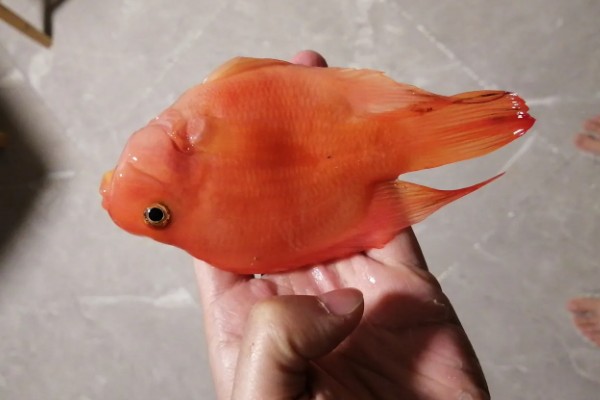 鹦鹉鱼为何扎堆死亡，水温低、水质差、氧气不足都会导致