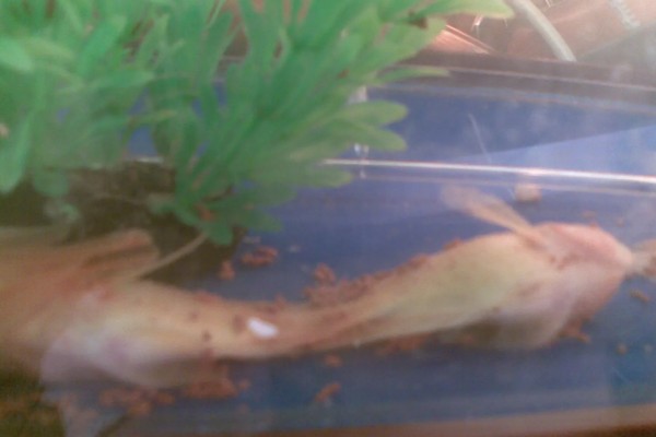 鹦鹉鱼为何扎堆死亡，水温低、水质差、氧气不足都会导致