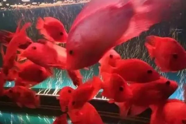 鹦鹉鱼为何扎堆死亡，水温低、水质差、氧气不足都会导致