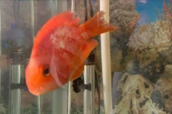 鹦鹉鱼为何扎堆死亡，水温低、水质差、氧气不足都会导致