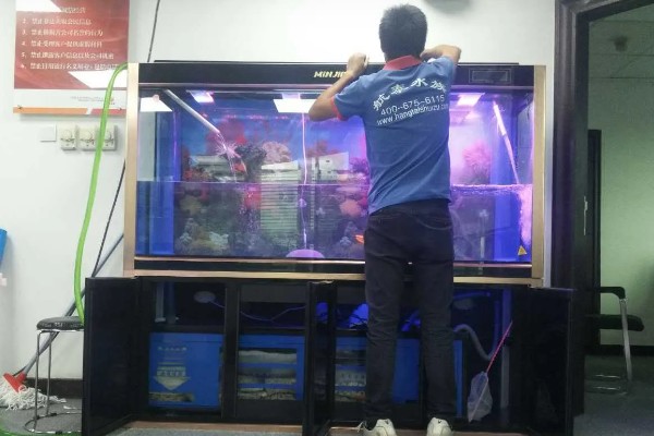 鹦鹉鱼为何扎堆死亡，水温低、水质差、氧气不足都会导致