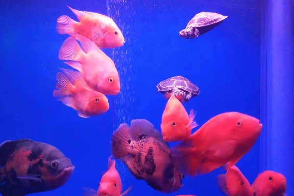 鹦鹉鱼为何扎堆死亡，水温低、水质差、氧气不足都会导致