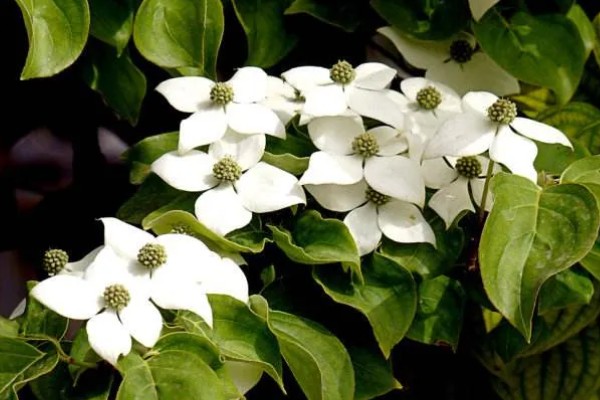 日本四照花有什么寓意，代表永恒、思念、回礼、纯洁