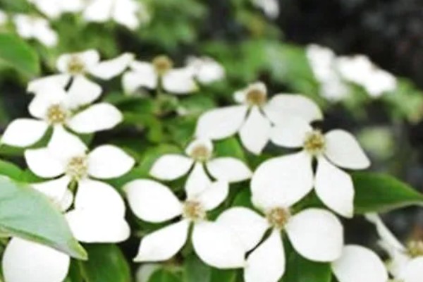 日本四照花有什么寓意，代表永恒、思念、回礼、纯洁