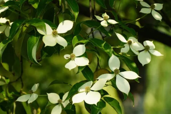 日本四照花有什么寓意，代表永恒、思念、回礼、纯洁