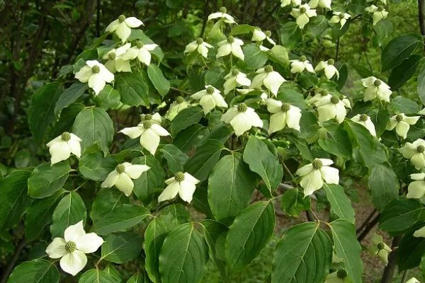 日本四照花有什么寓意，代表永恒、思念、回礼、纯洁